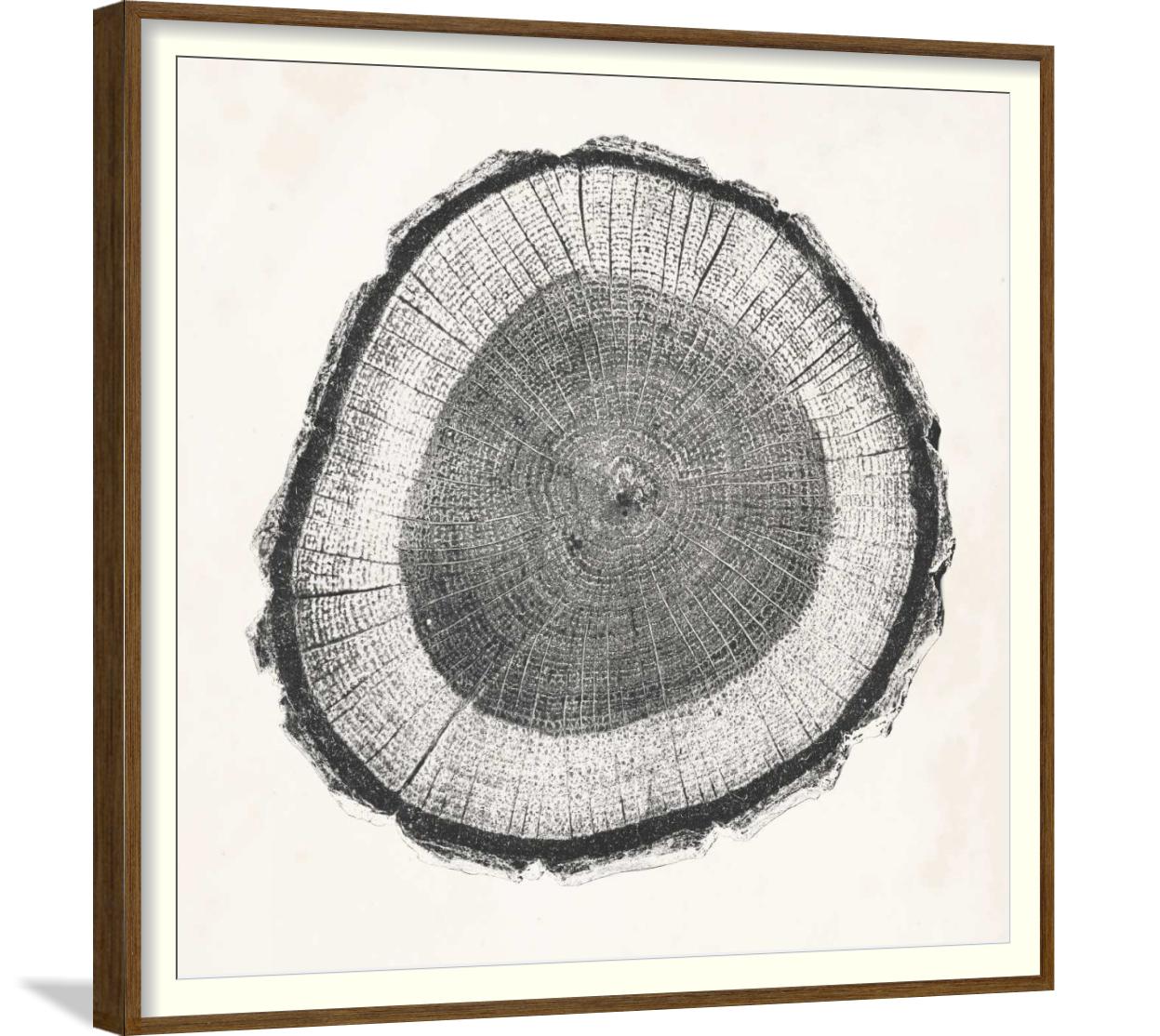tree ring-2