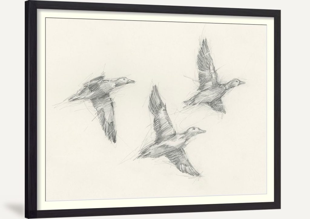 Mallard Duck Sketch I