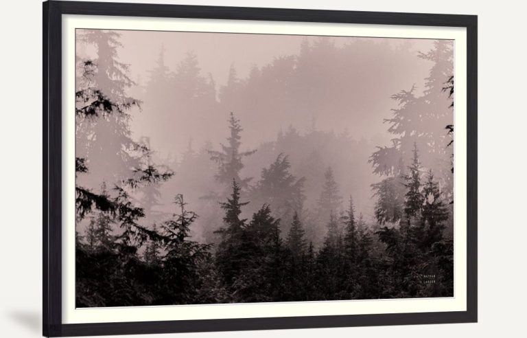 Mystery Wood I