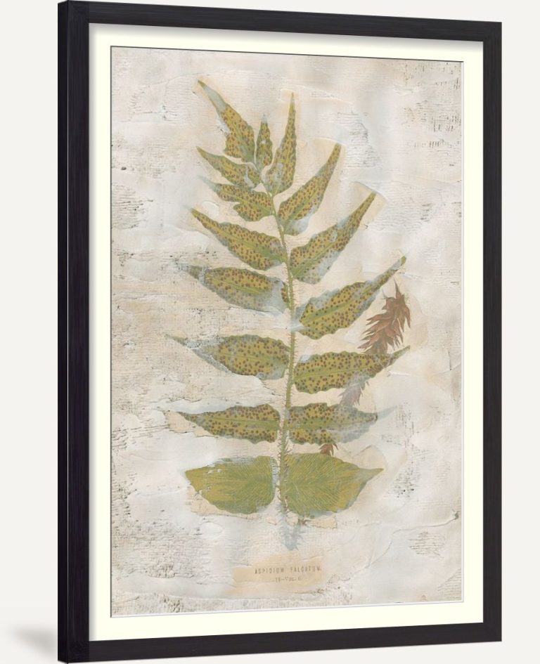 Fern Fresco III