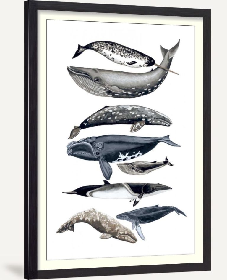Whale Display II