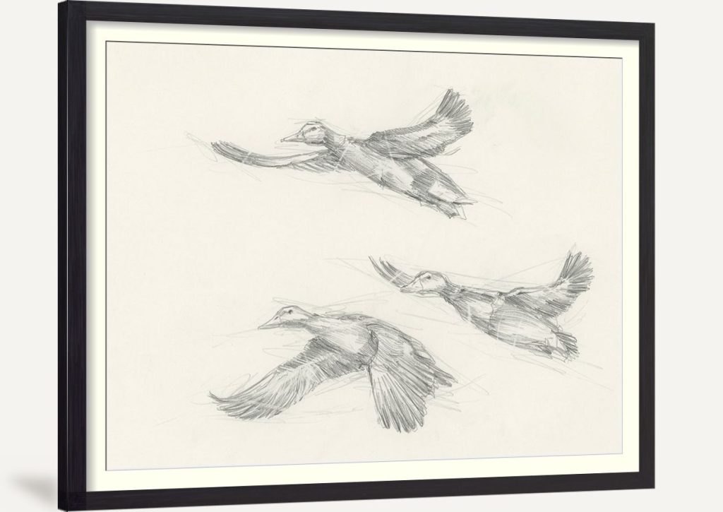 Mallard Duck Sketch II