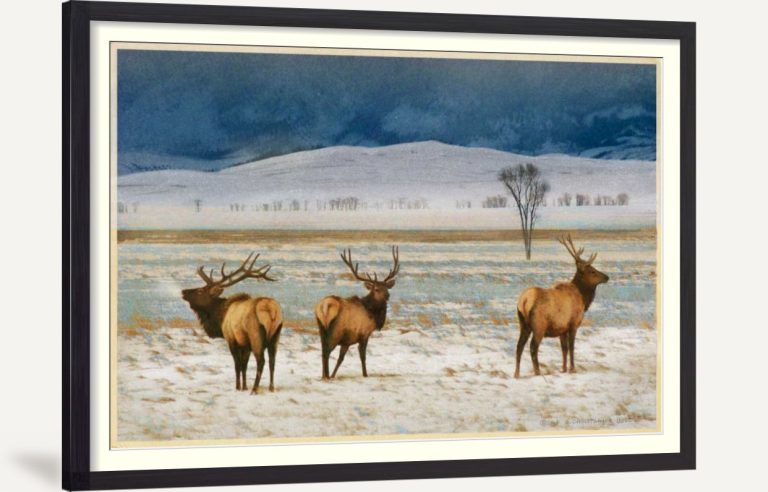 Refuge Elk