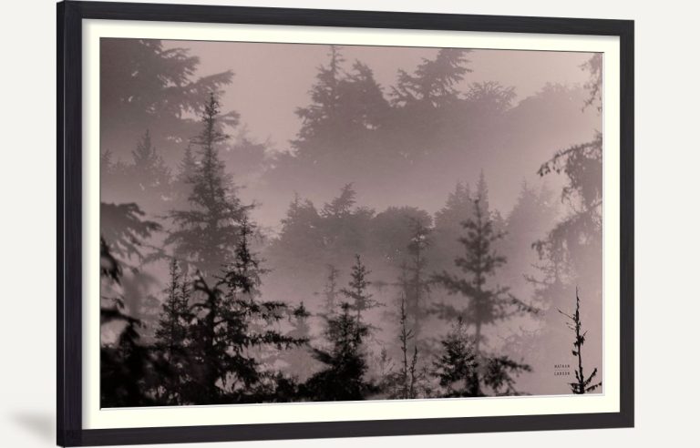 Mystery Wood II