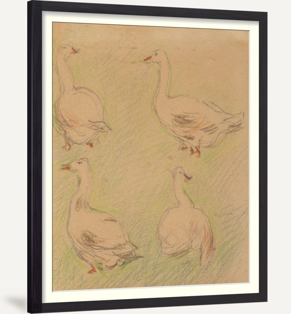Study of four geese