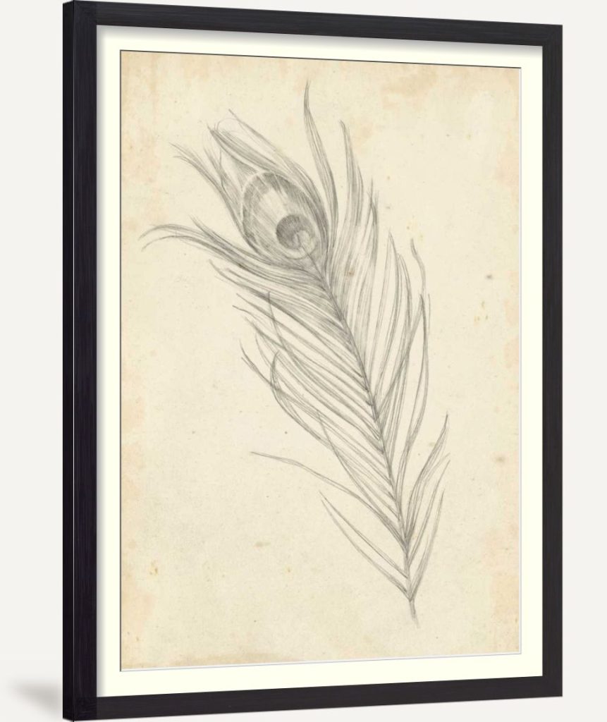 Peacock Feather Sketch I