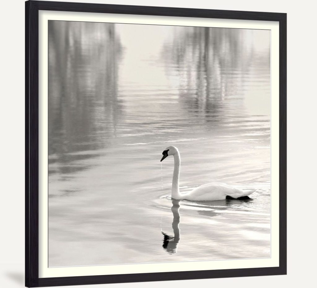 Sunlit Swan