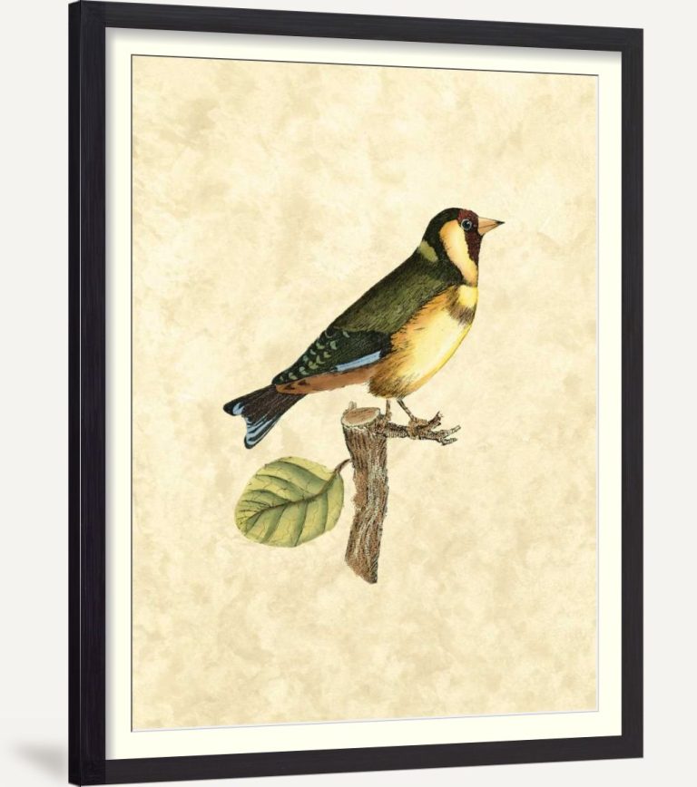 Selby Birds I