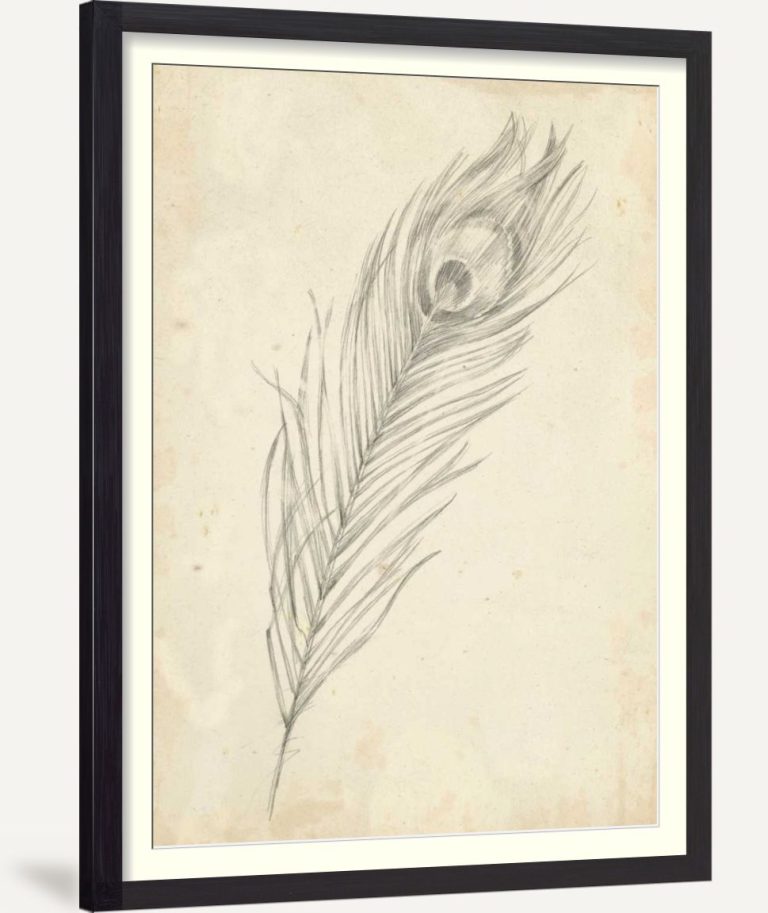 Peacock Feather Sketch II