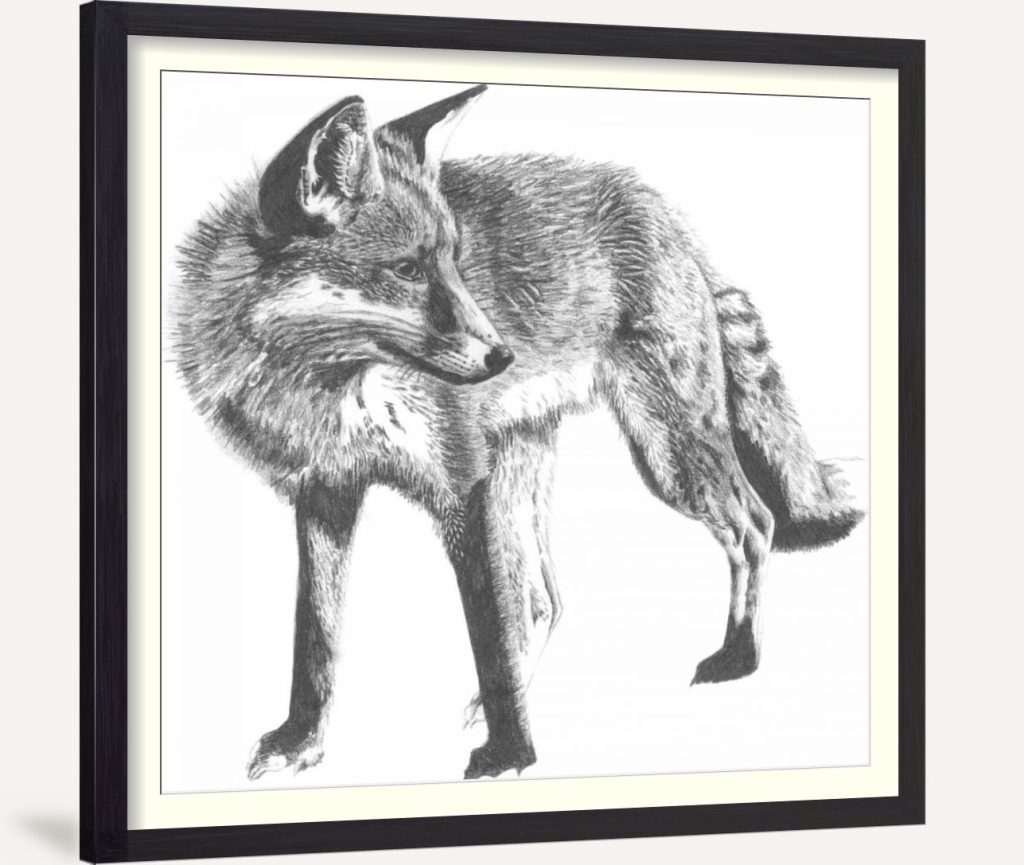 Wildlife Snapshot- Fox