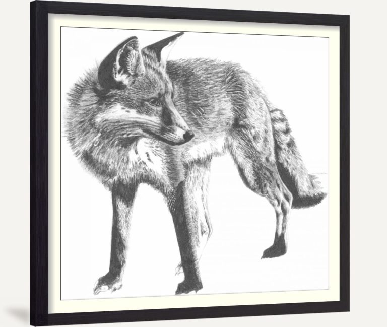 Wildlife Snapshot- Fox