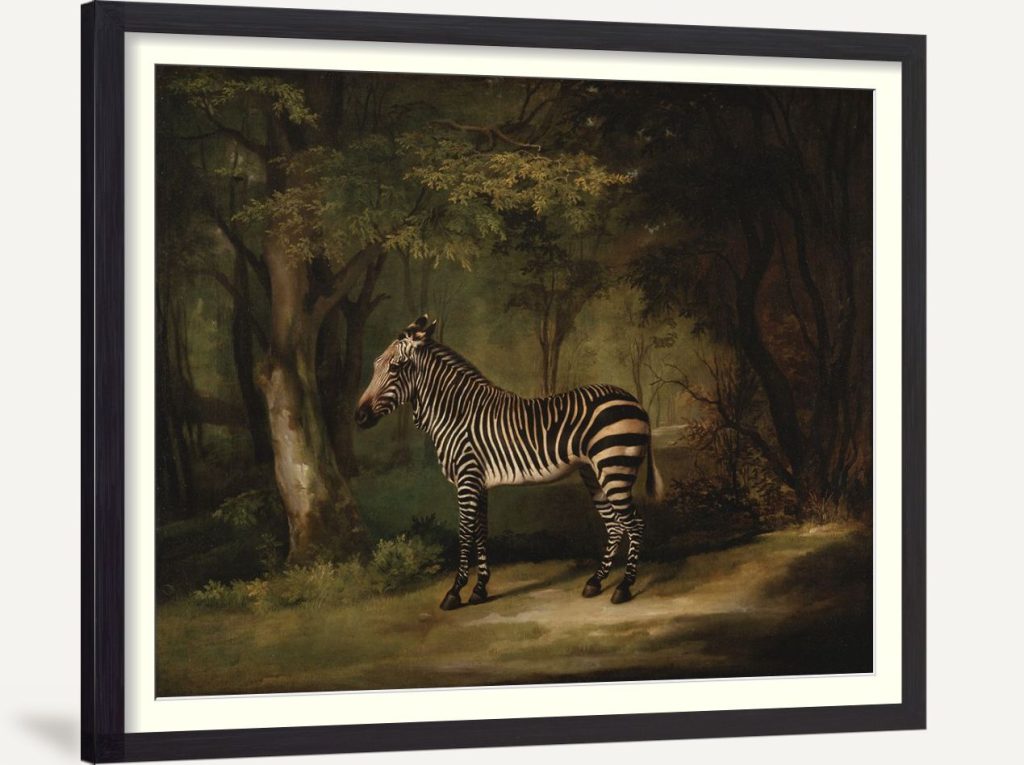 Zebra 1762