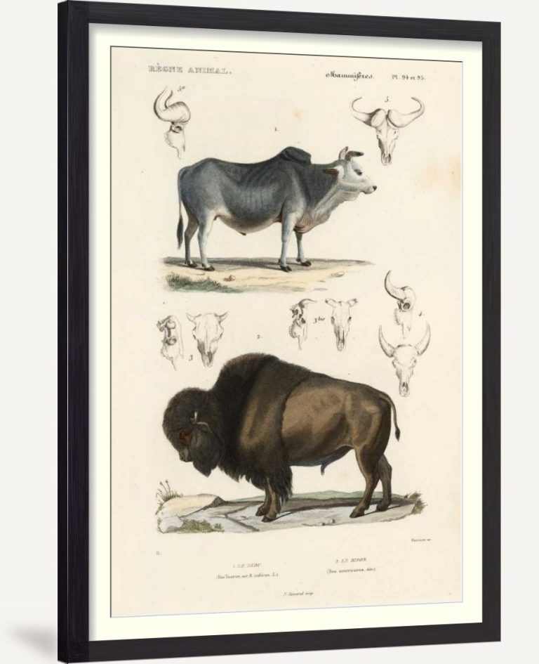Antique Cow and Bison Study