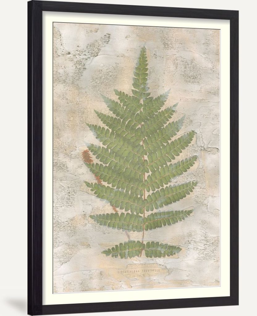 Fern Fresco IV