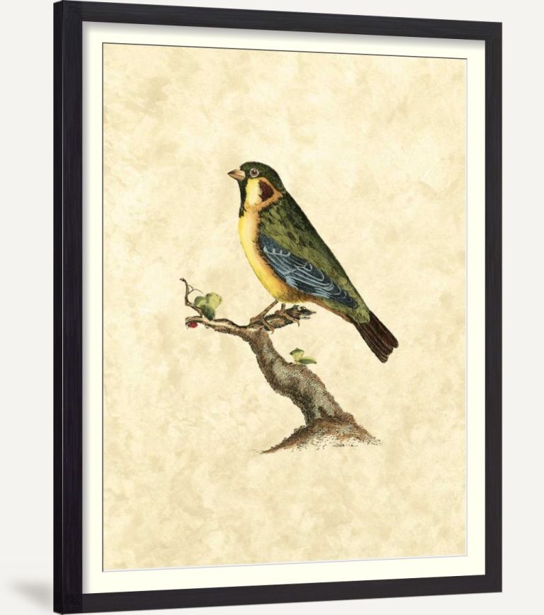 Selby Birds II