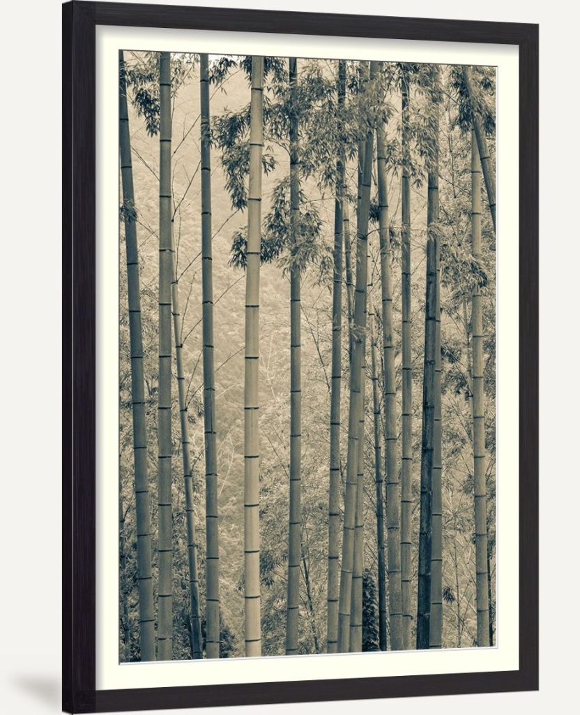 Japanese Bamboo III