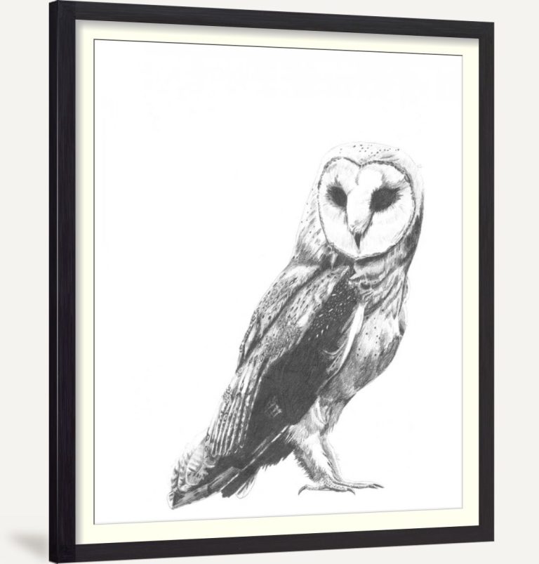 Wildlife Snapshot- Owl