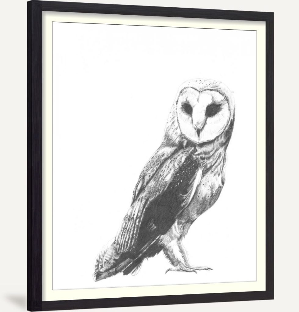 Wildlife Snapshot- Owl