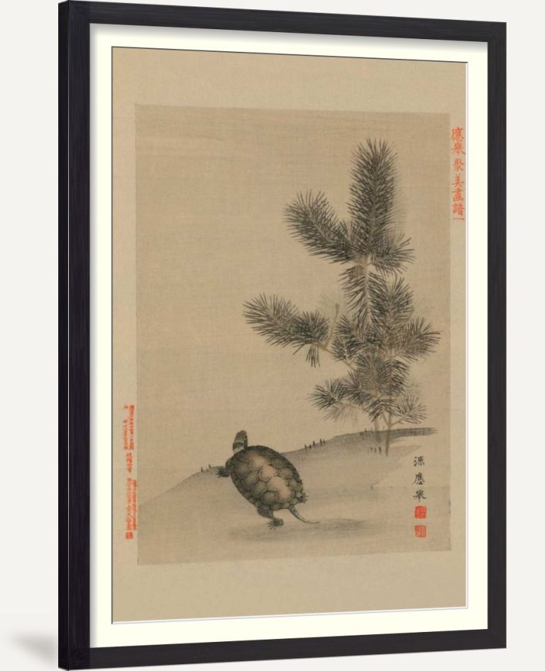 Turtle