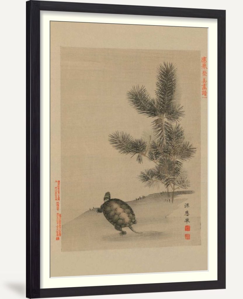 Turtle