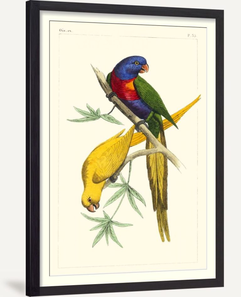 Lemaire Parrots IV
