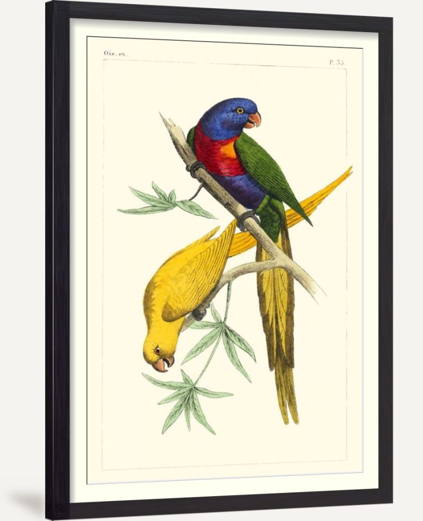 Lemaire Parrots IV