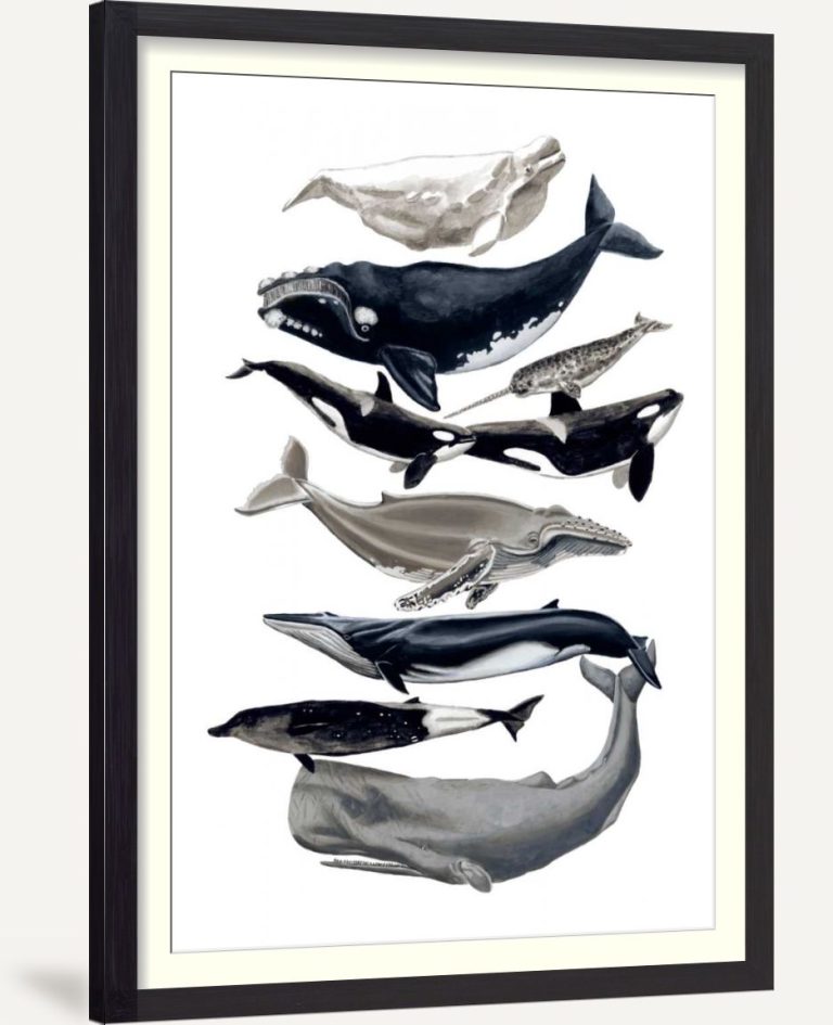Whale Display I