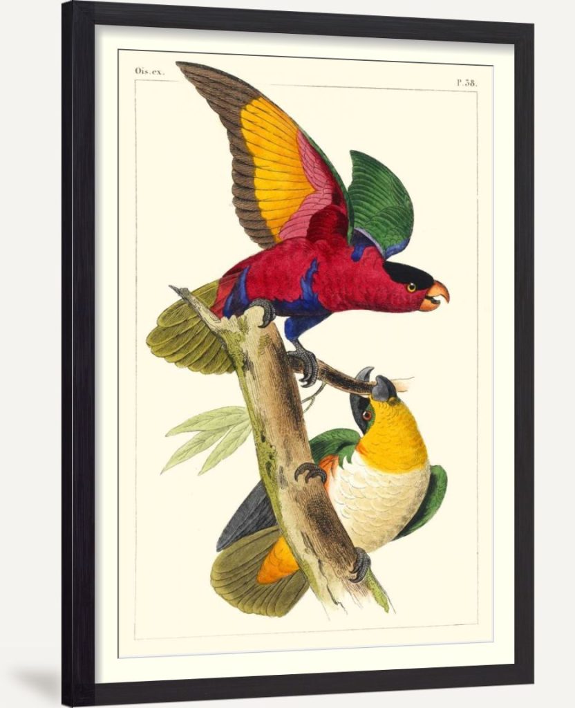 Lemaire Parrots I
