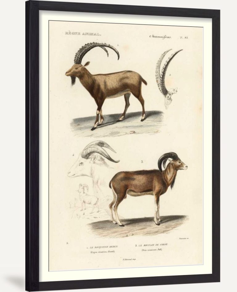 Antique Antelope and Ram Study